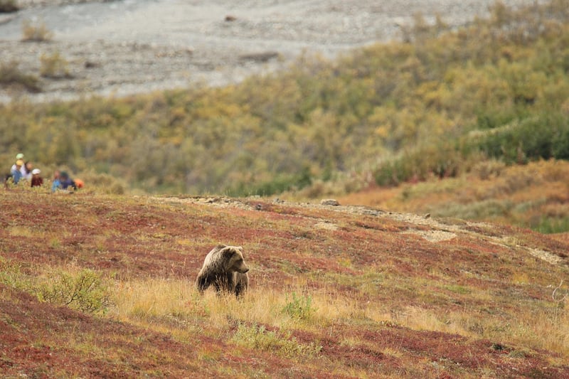 Les mystères des brown alaska décès bear en 2026 : ce que révèlent les scientifiques