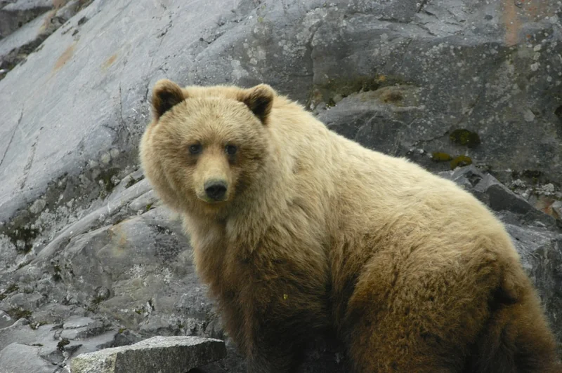 Les vraies statistiques sur les attaques d’ours bruns en Alaska