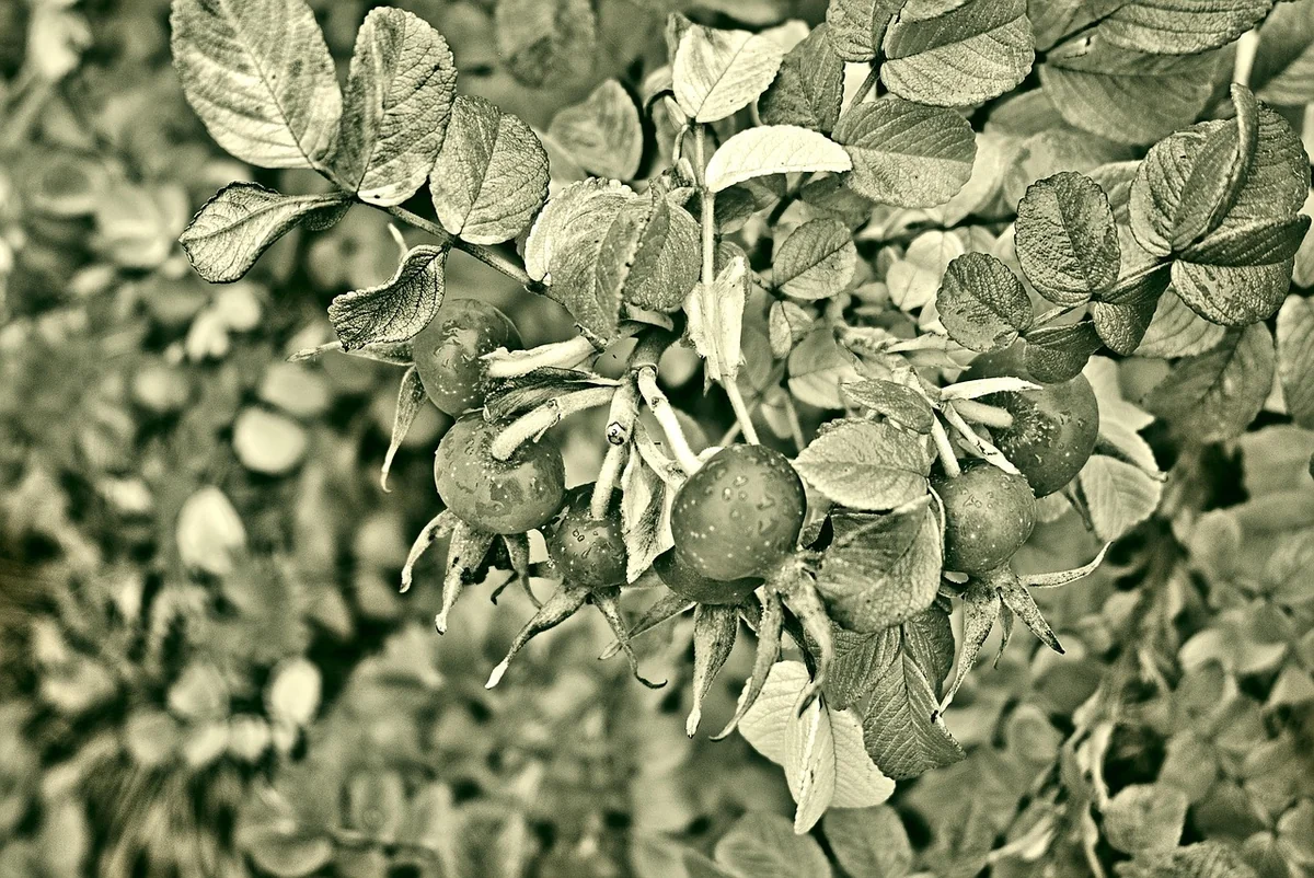 Traitements naturels et chimiques pour sauver votre plante