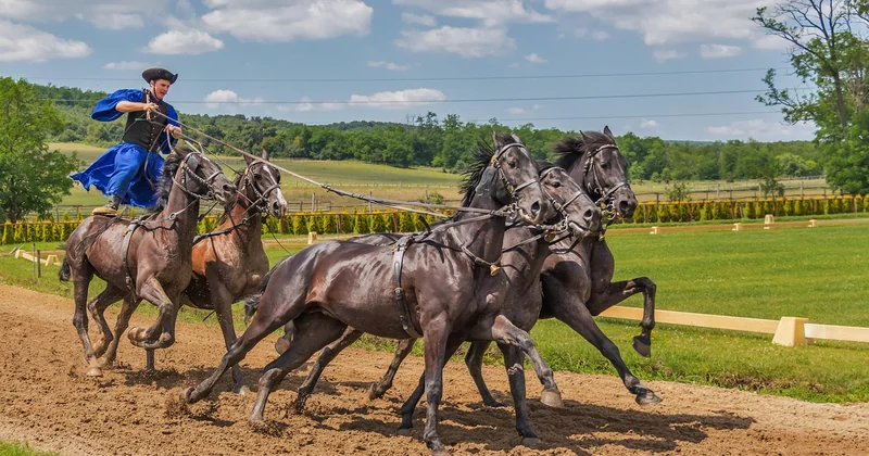 Comment regarder Clip My Horse ? Le guide complet