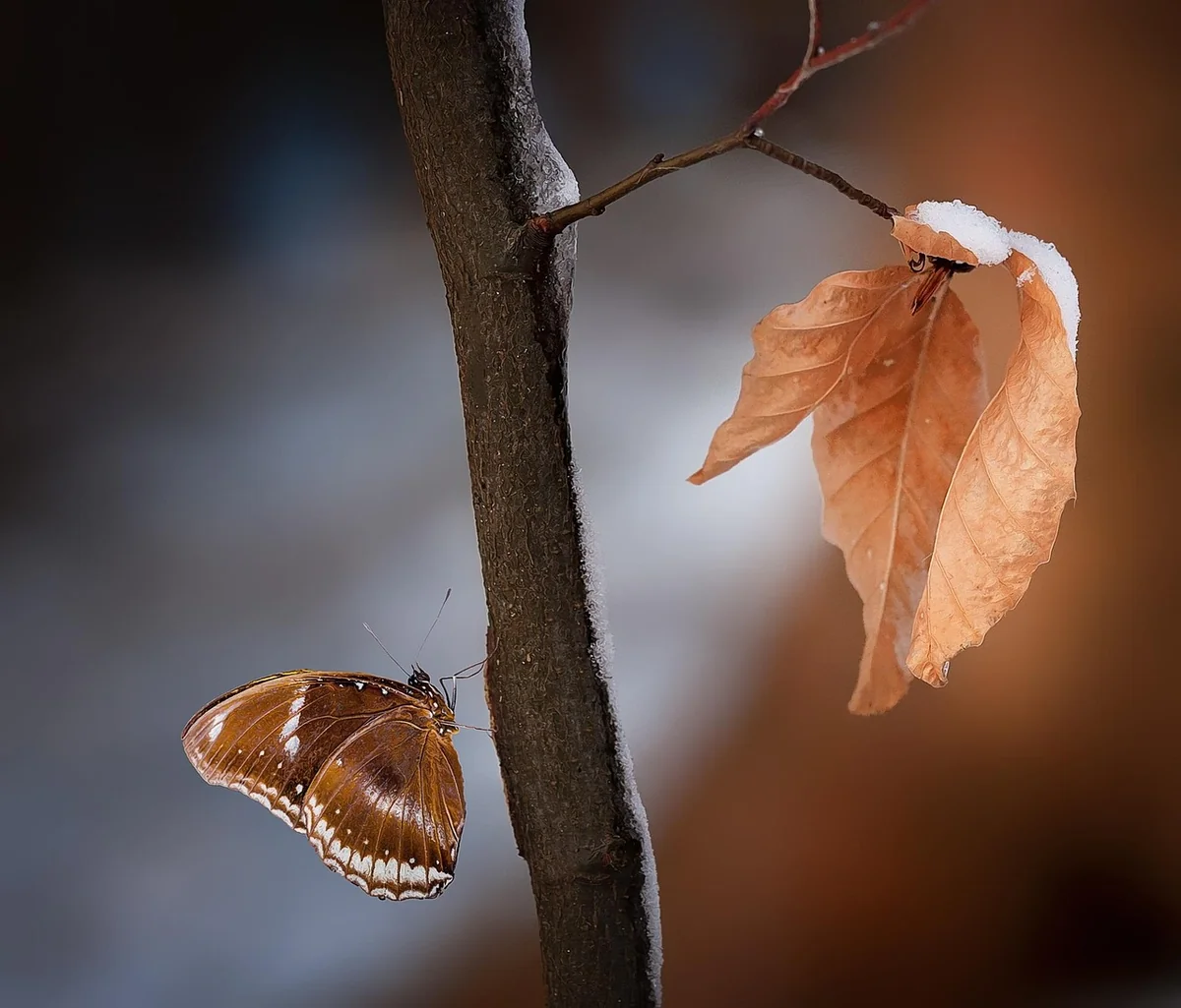 Comment sauver votre laurier rose des feuilles marron en 2026 ? Découvrez nos astuces !