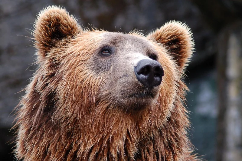 Pourquoi les conflits homme-ours augmentent (et comment les réduire)