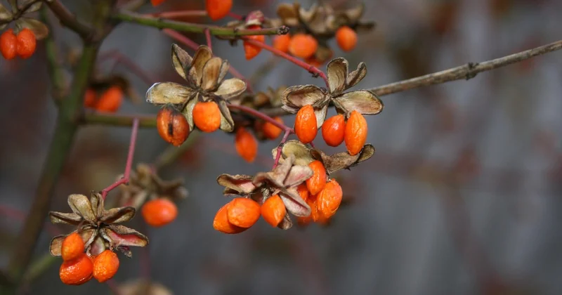 Mon expérience concrète avec le goji et le psoriasis