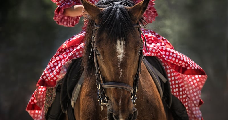 Télécharger Clip My Horse gratuit : le guide complet pour bien débuter
